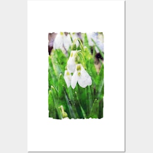 Snowdrops 5 Posters and Art